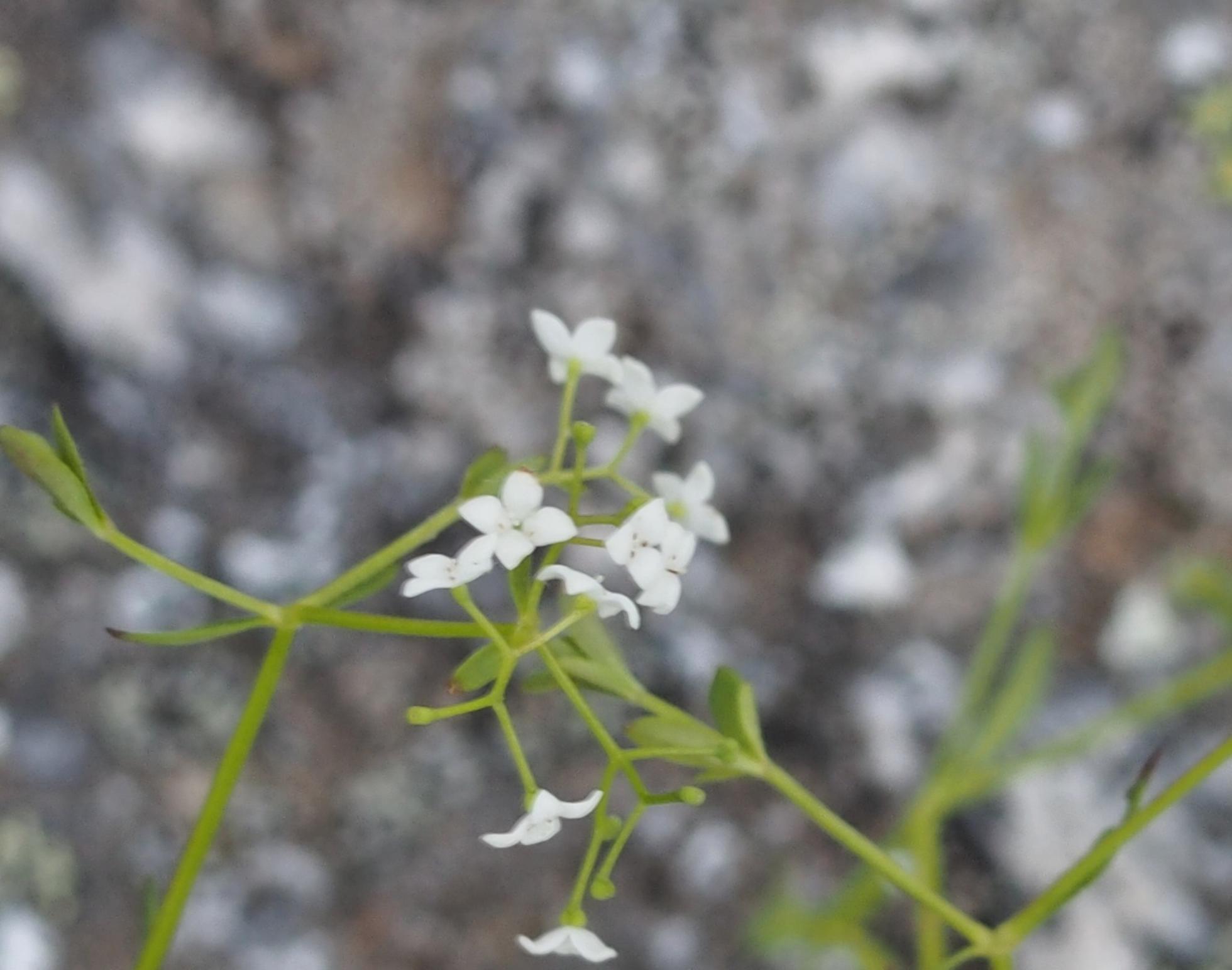 Bedstraw, Marsh